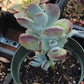 Cotyledon Ping-pang succulent