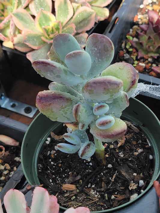 Cotyledon Ping-pang succulent