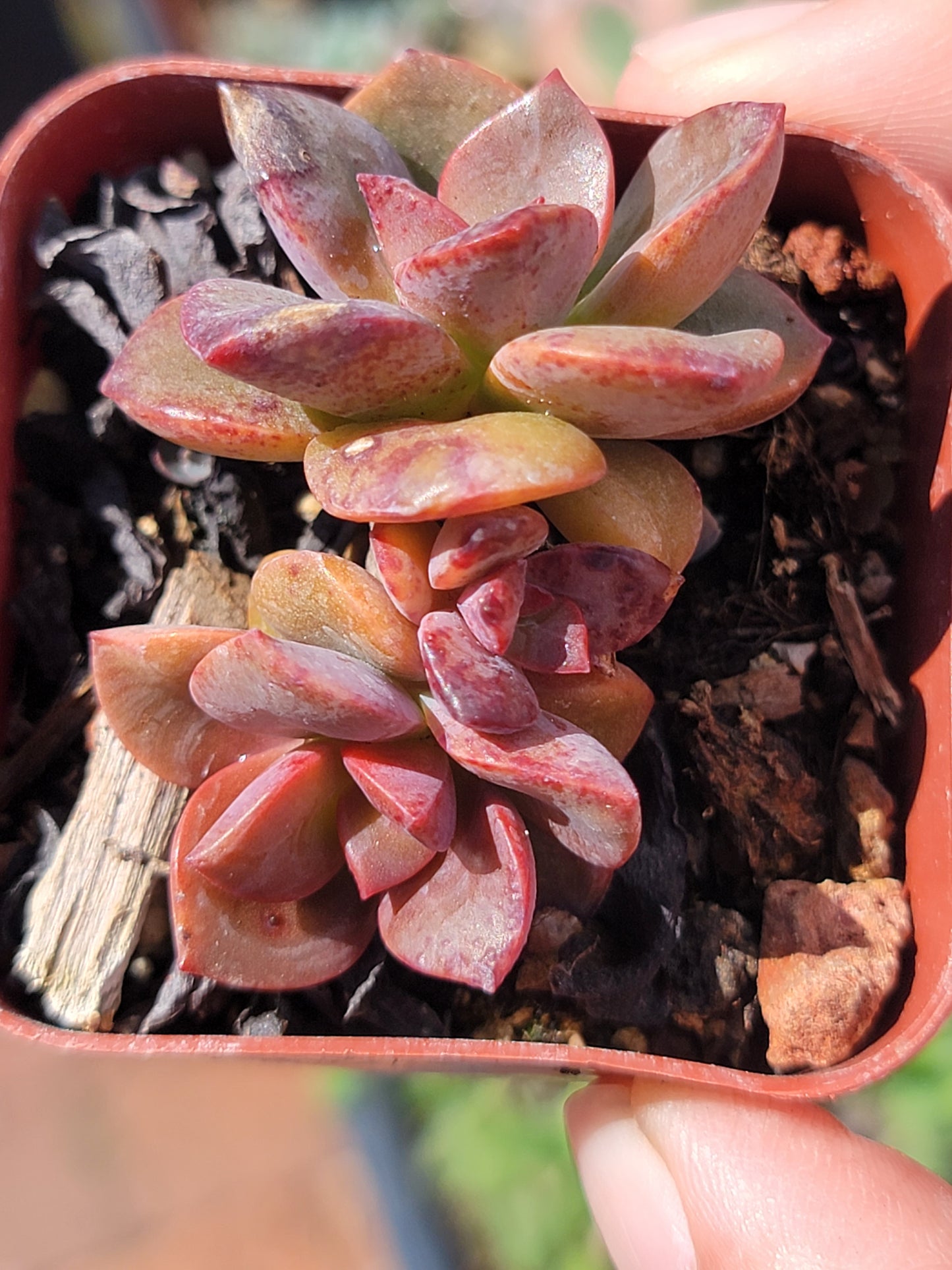 10 of 2inch mixed succulent