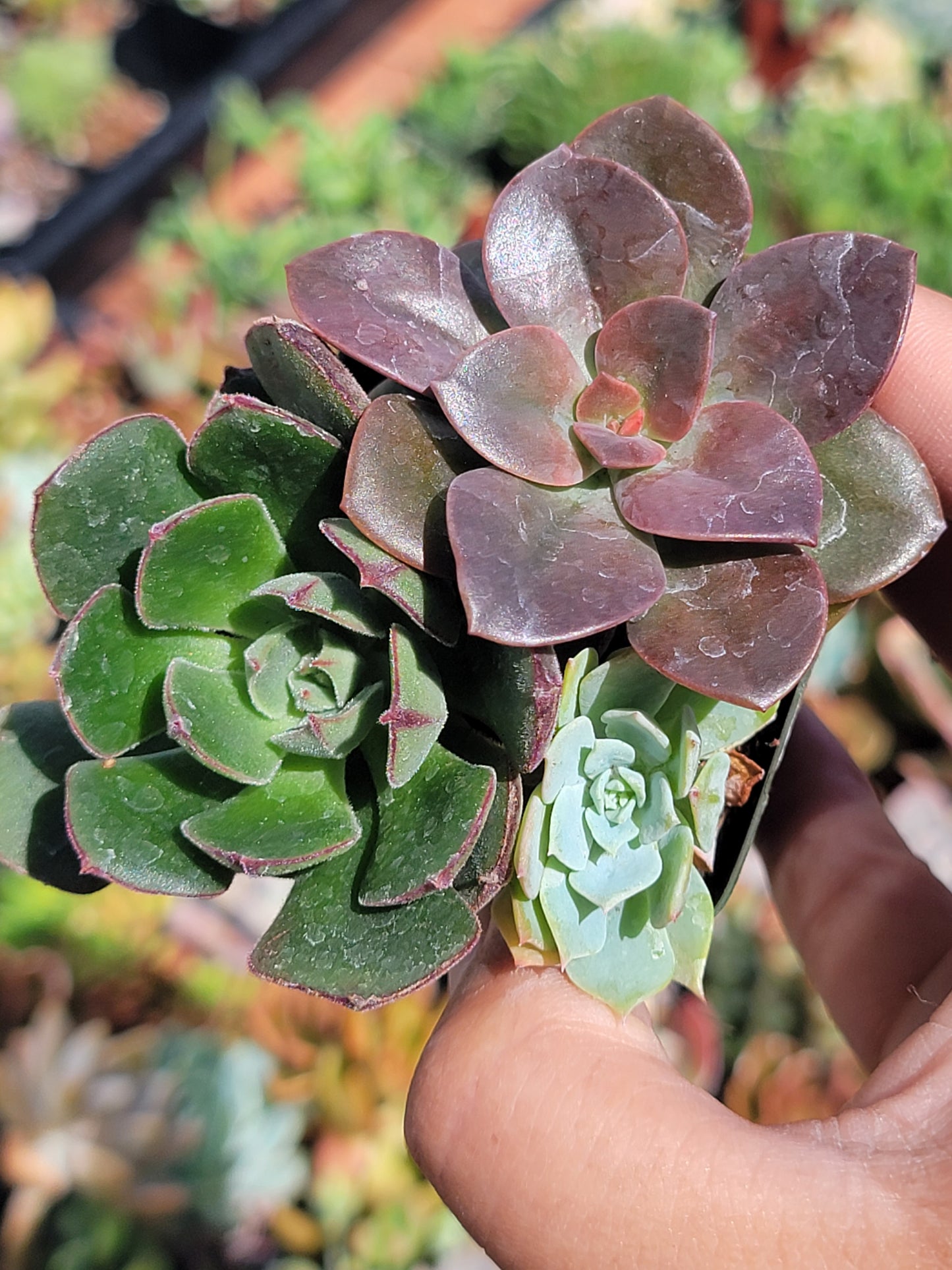 10 of 2inch mixed succulent