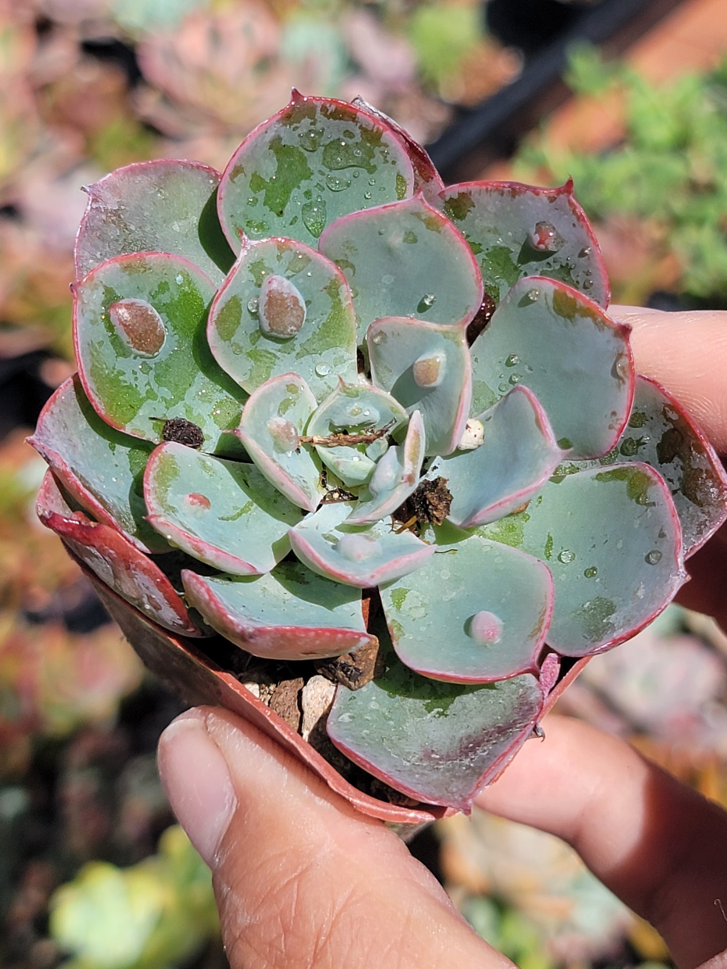 10 of 2inch mixed succulent