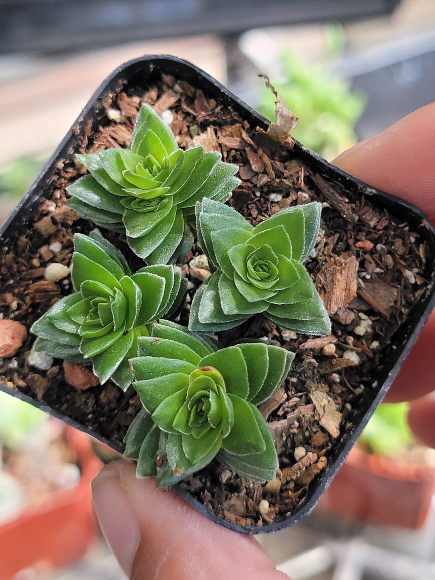 10 of 2inch mixed succulent