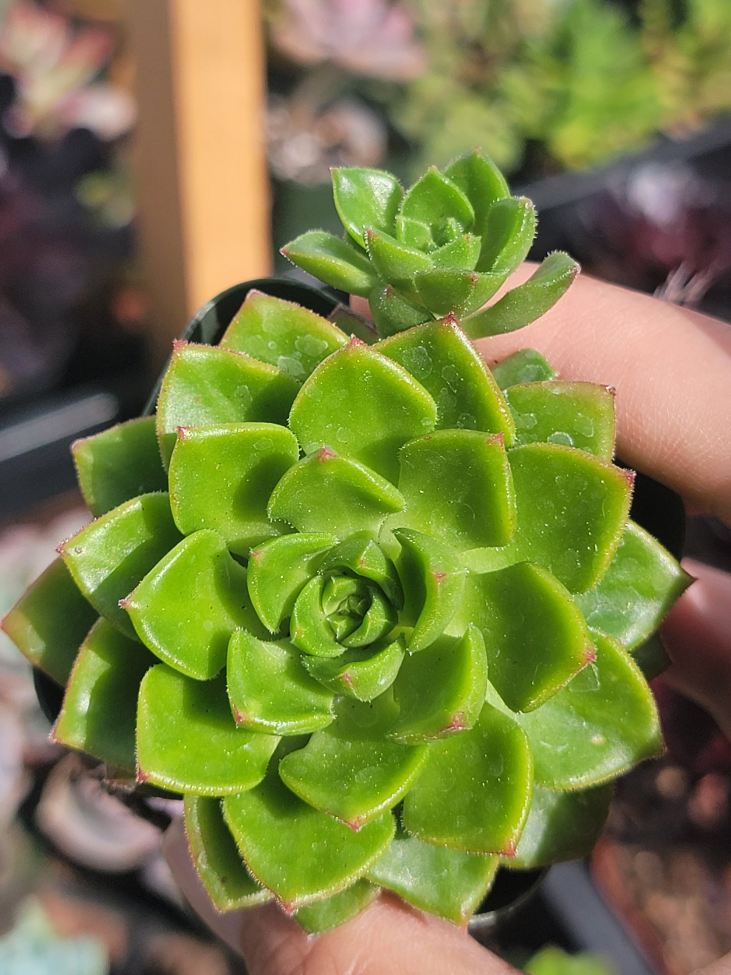 10 of 2inch mixed succulent