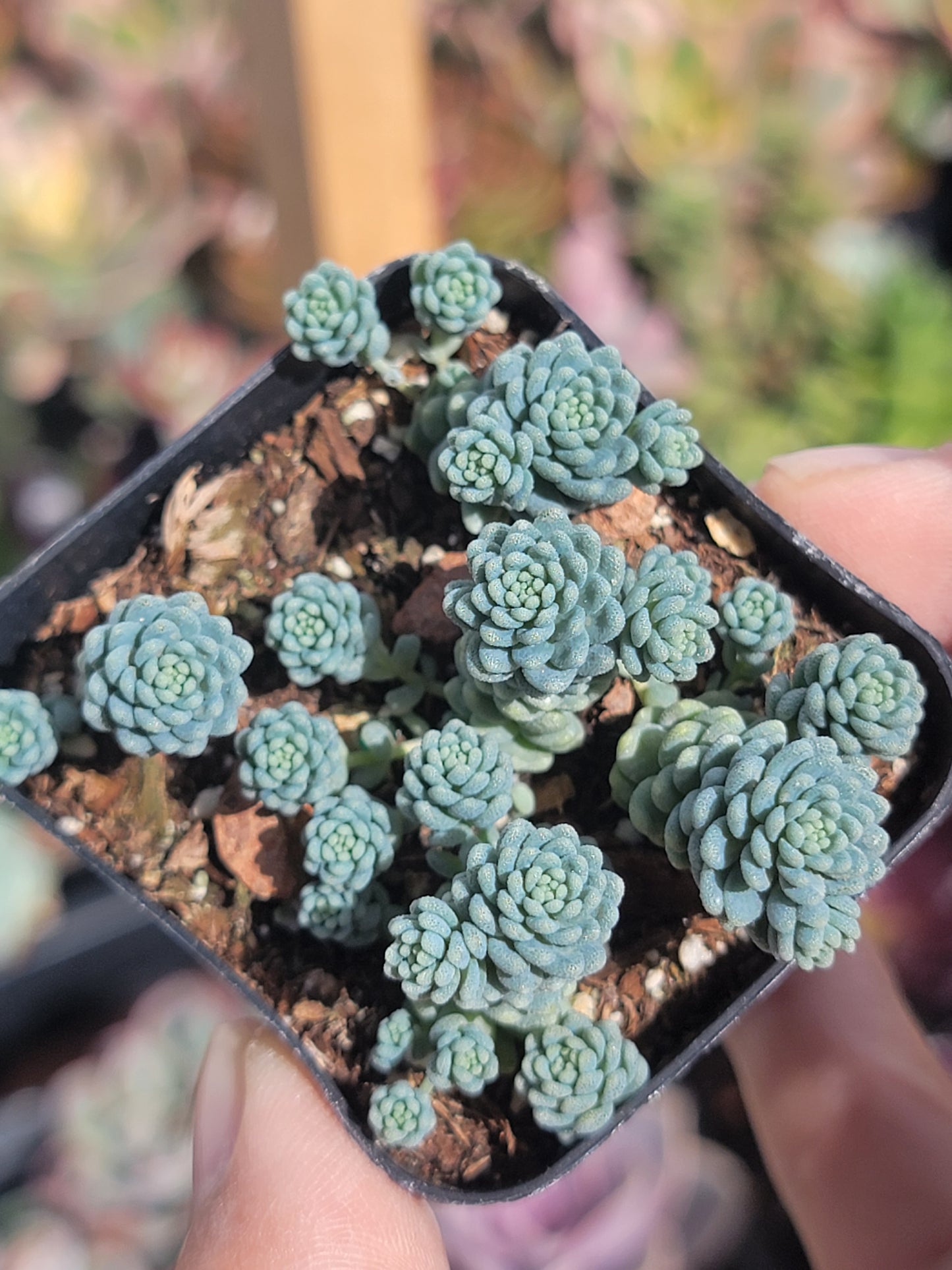 10 of 2inch mixed succulent