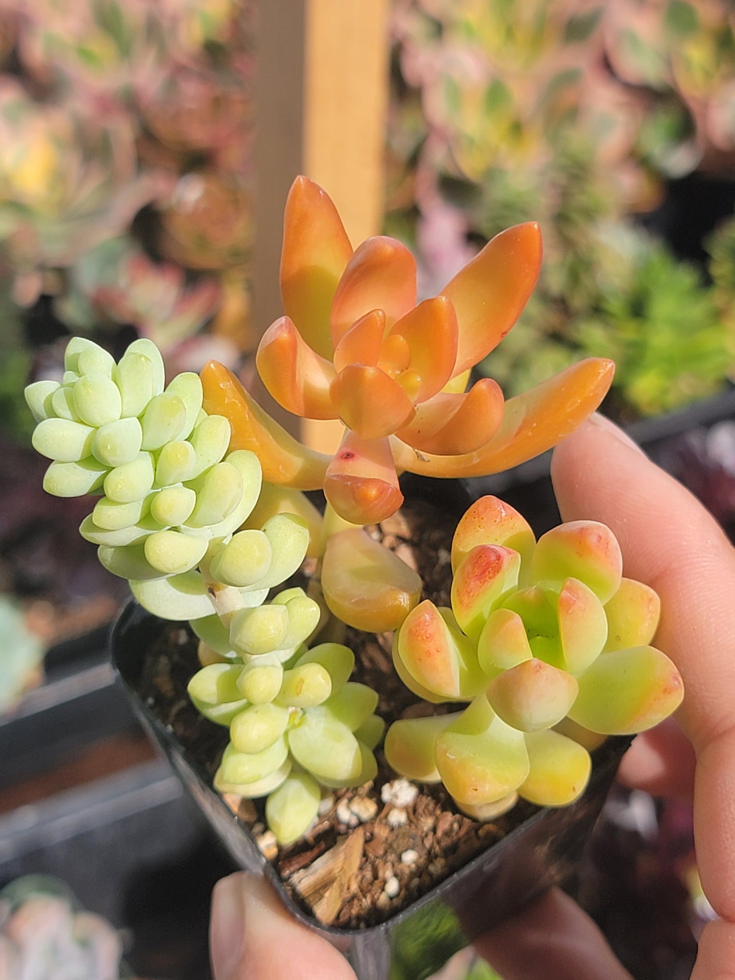 10 of 2inch mixed succulent