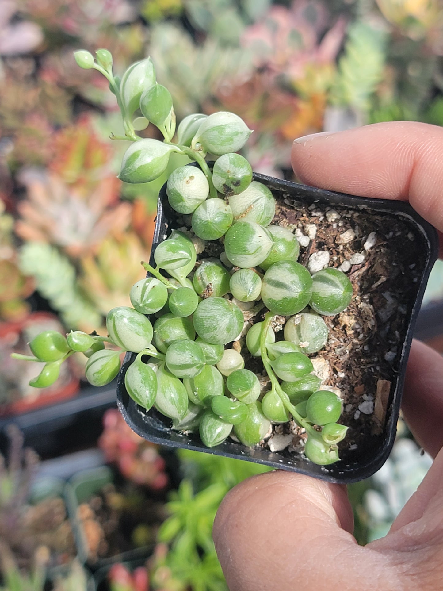 10 of 2inch mixed succulent