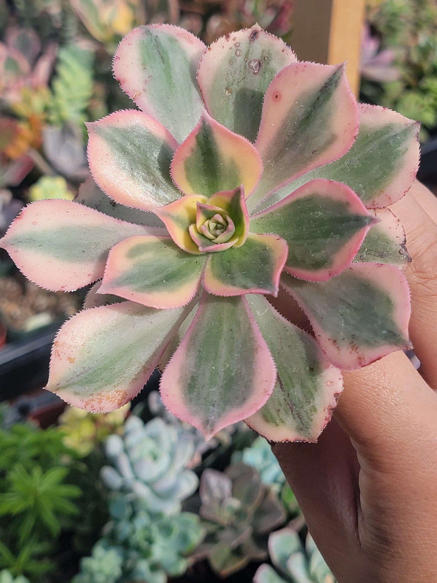 10 of 2inch mixed succulent