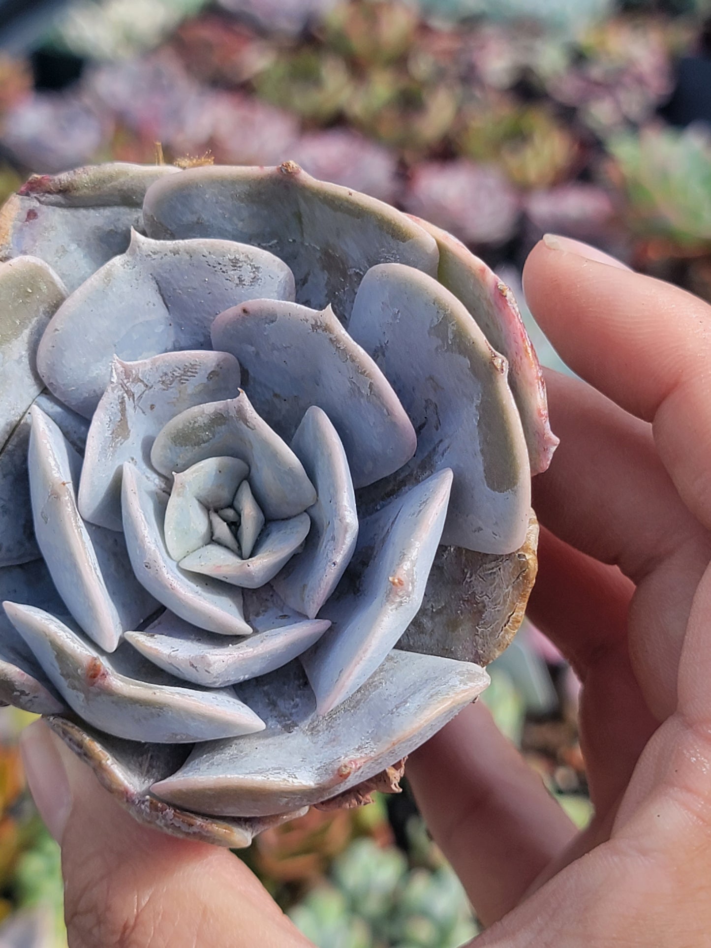 10 of 2inch mixed succulent