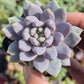 10 of 2inch mixed succulent