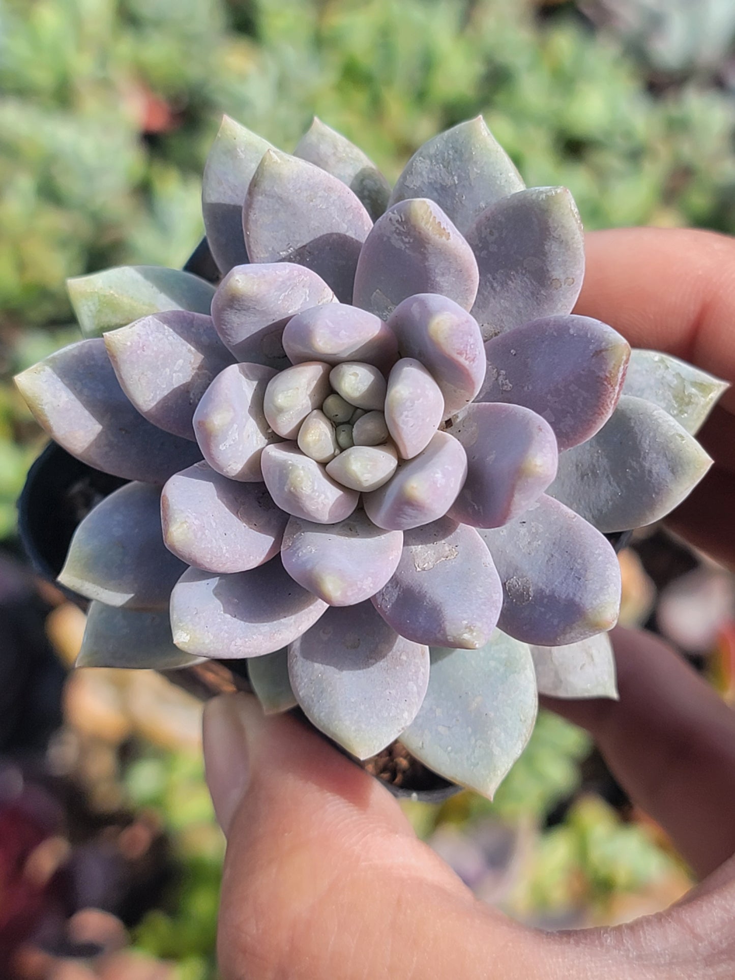 10 of 2inch mixed succulent