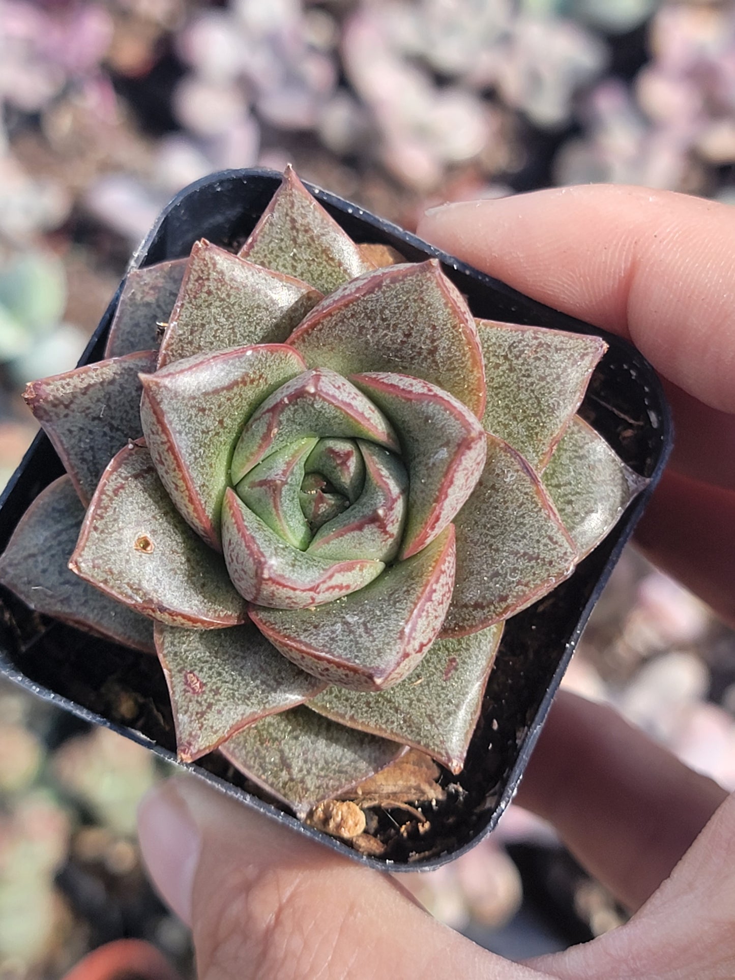 10 of 2inch mixed succulent