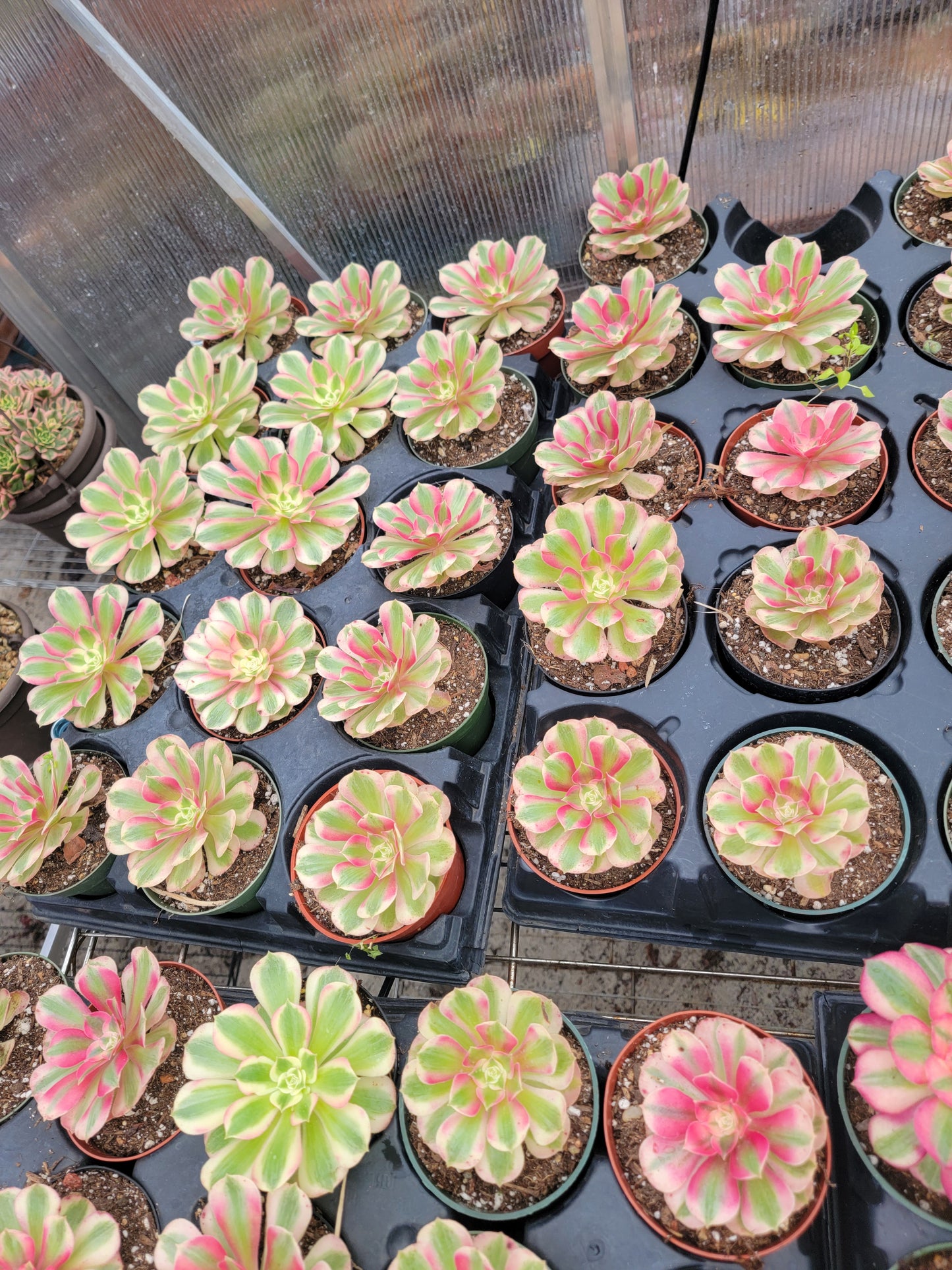 Imported Pink Witch aeonium