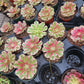 Imported Pink Witch aeonium