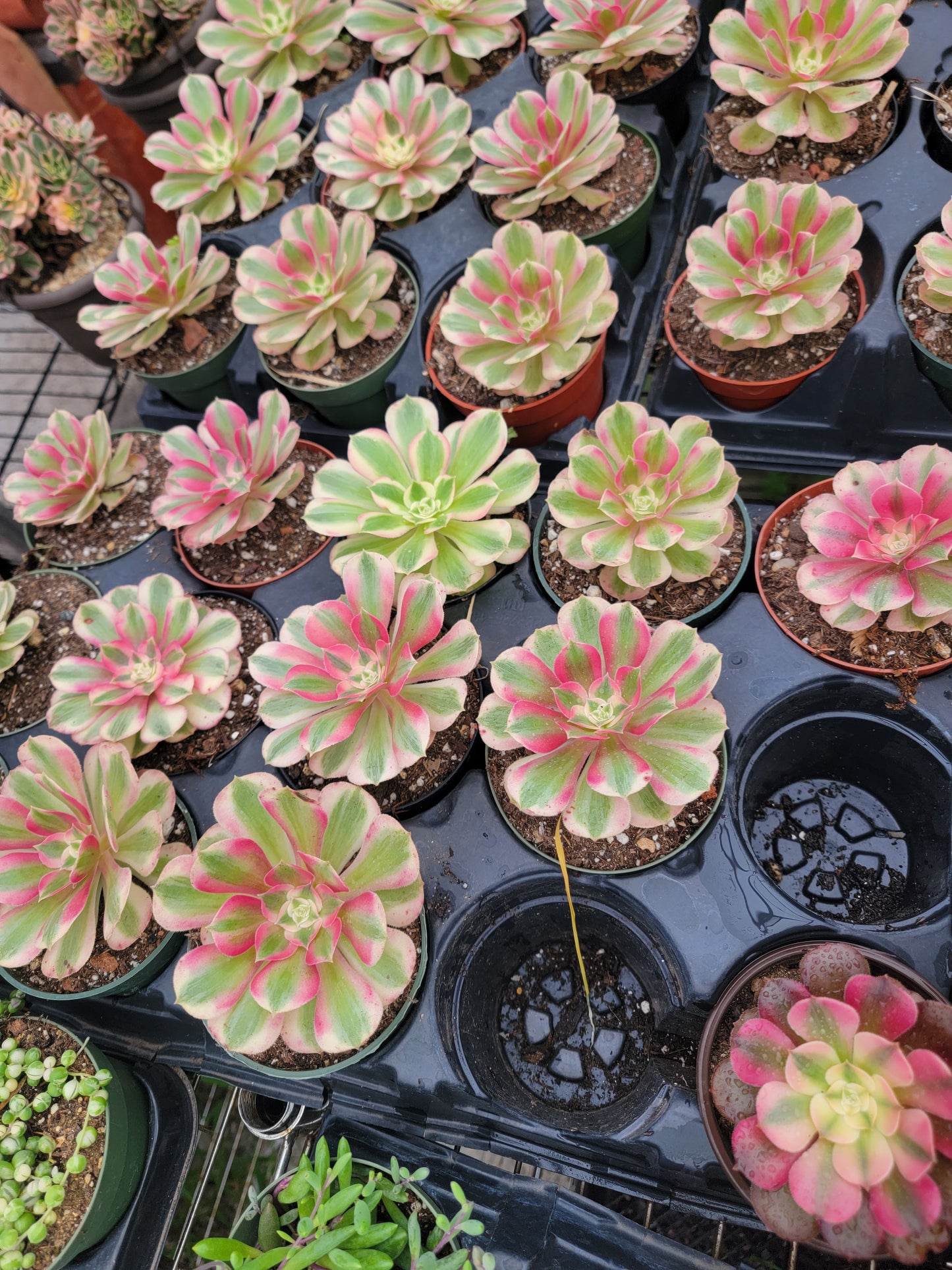 Imported Pink Witch aeonium