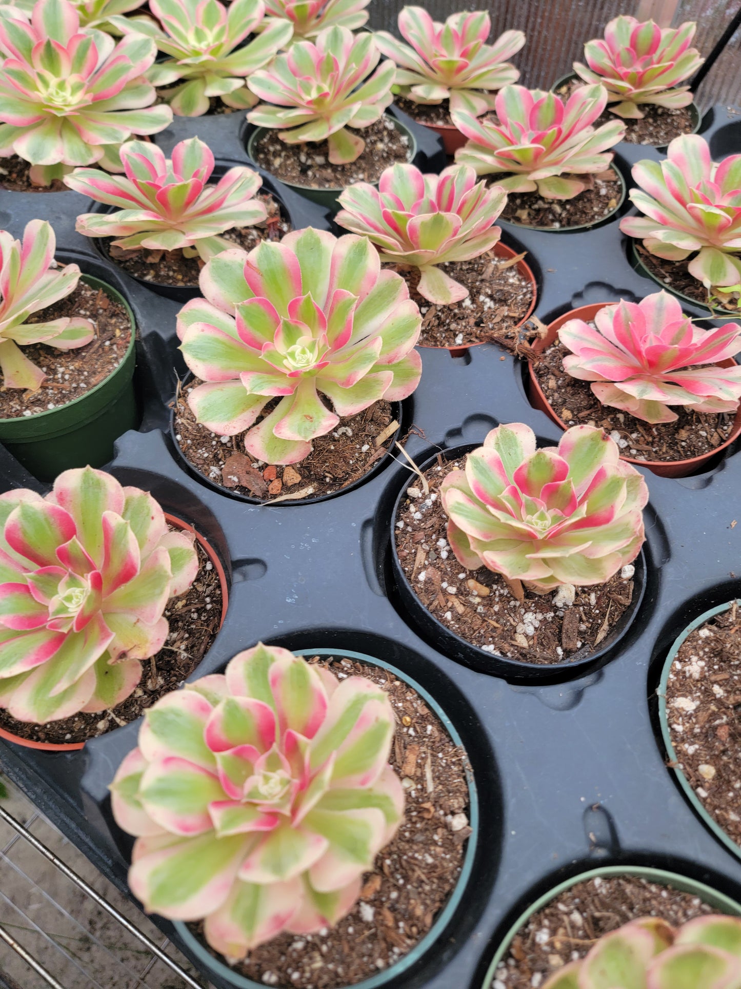 Imported Pink Witch aeonium