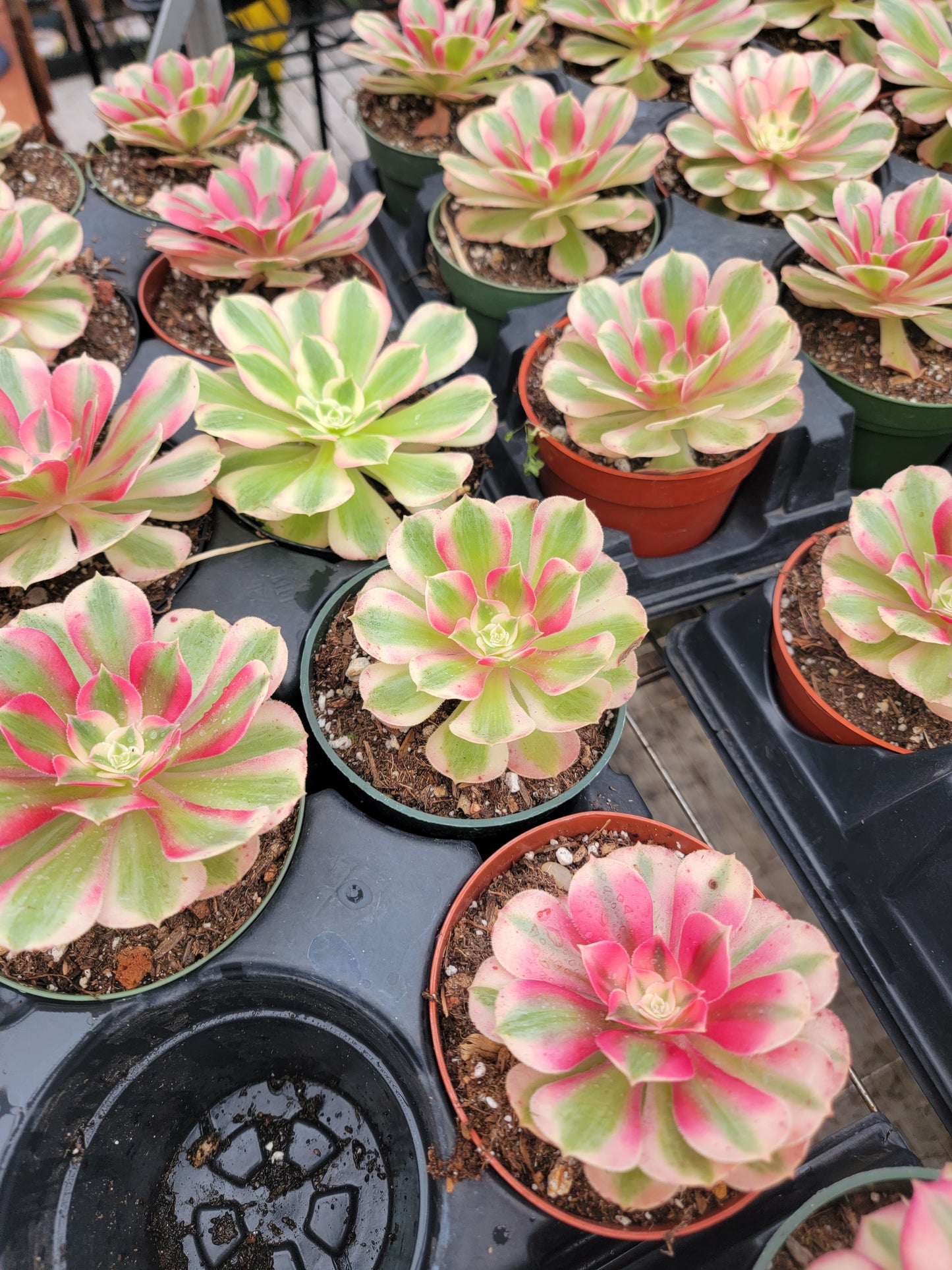 Imported Pink Witch aeonium