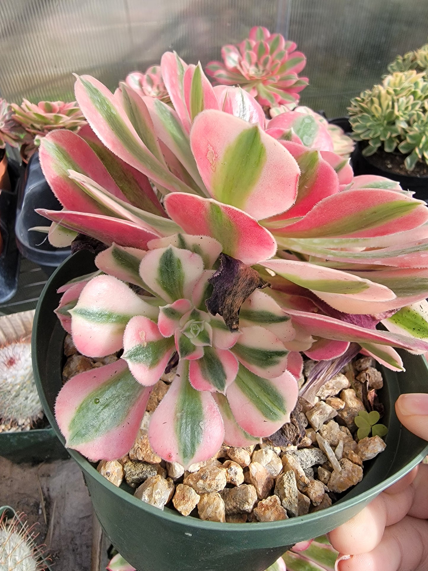 Imported Pink Witch small cluster