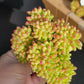 Imported Sedum Alice even crested succulent