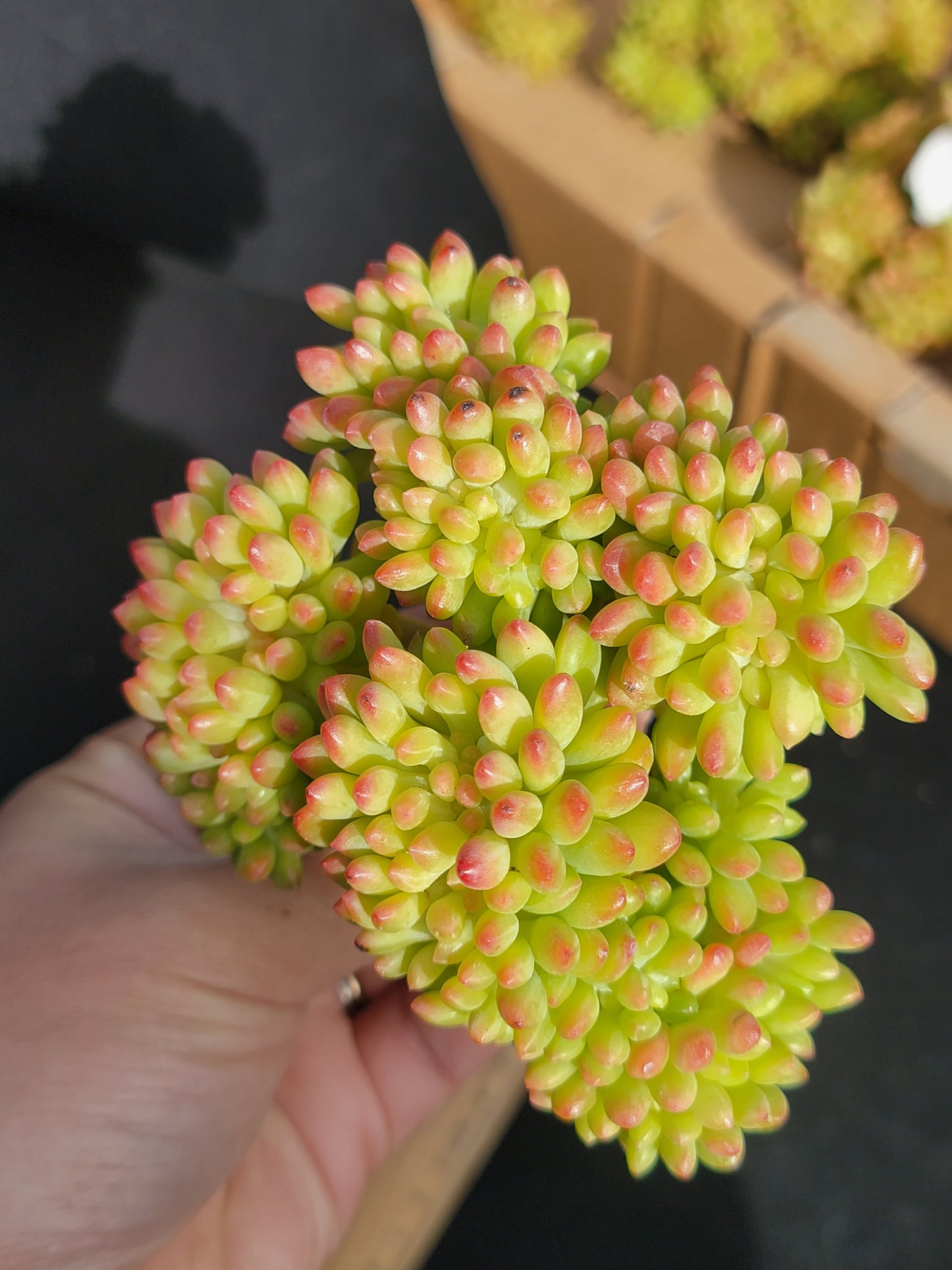 Imported Sedum Alice even crested succulent