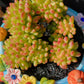 Imported Sedum Alice even crested succulent