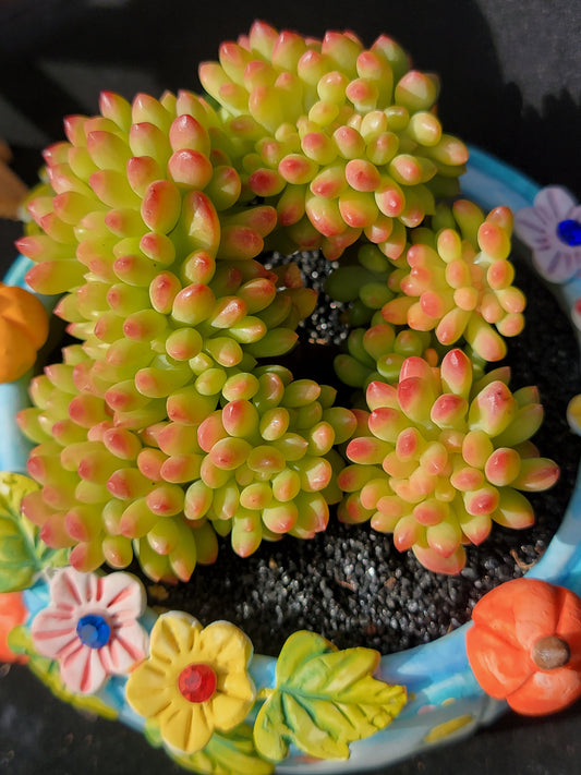 Imported Sedum Alice even crested succulent