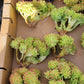 Imported Sedum Alice even crested succulent