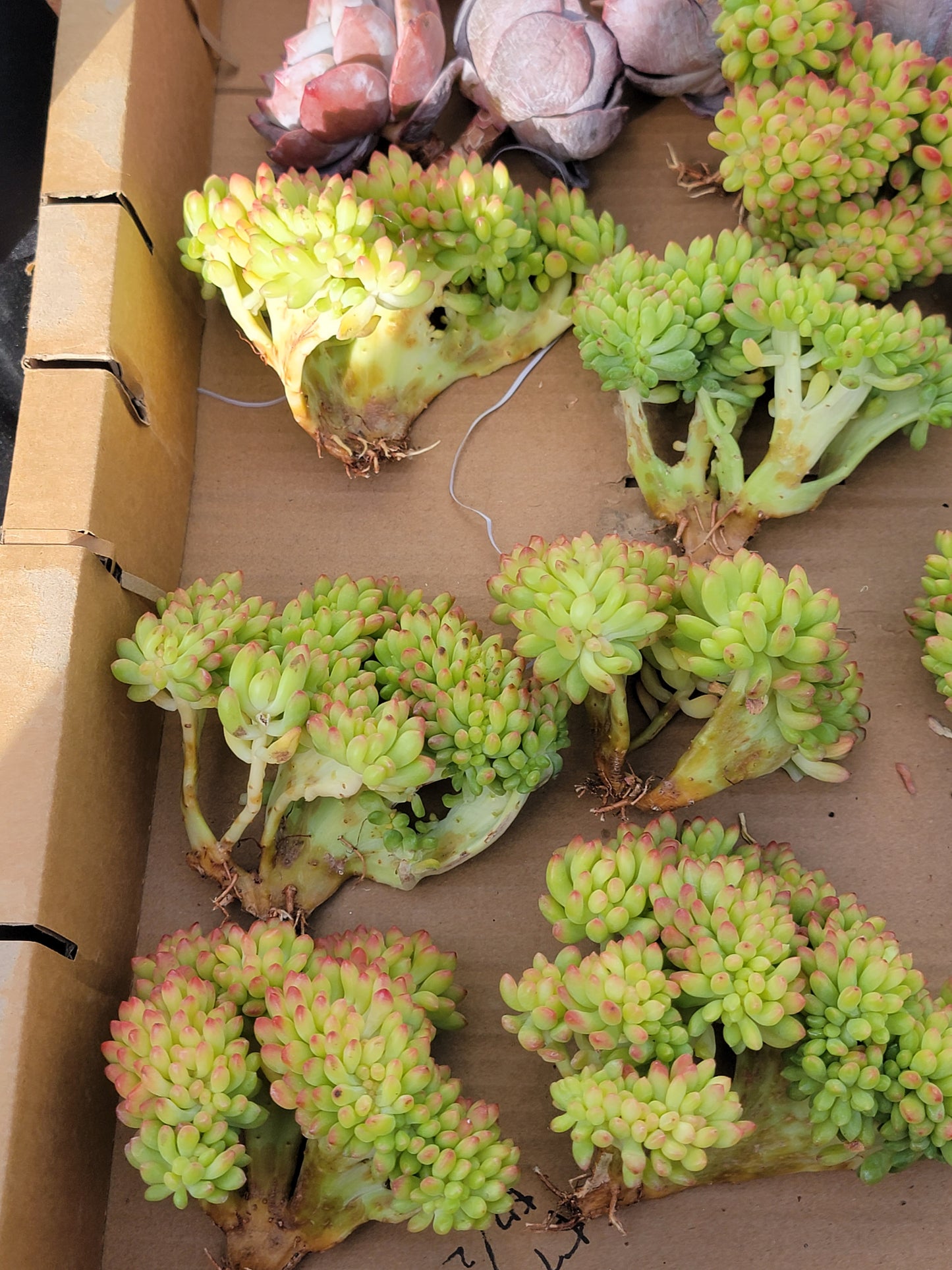 Imported Sedum Alice even crested succulent