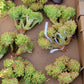 Imported Sedum Alice even crested succulent