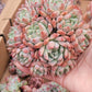 Imported Frosty Bloom succulent ( current color in green)