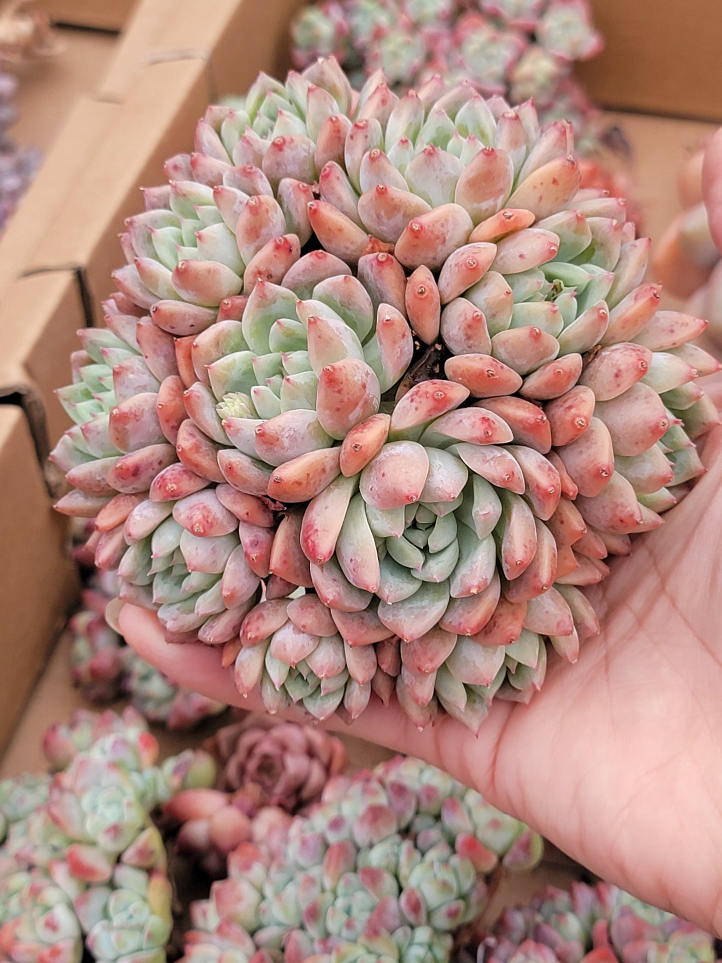 Imported Frosty Bloom succulent ( current color in green)