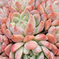 Imported Frosty Bloom succulent ( current color in green)