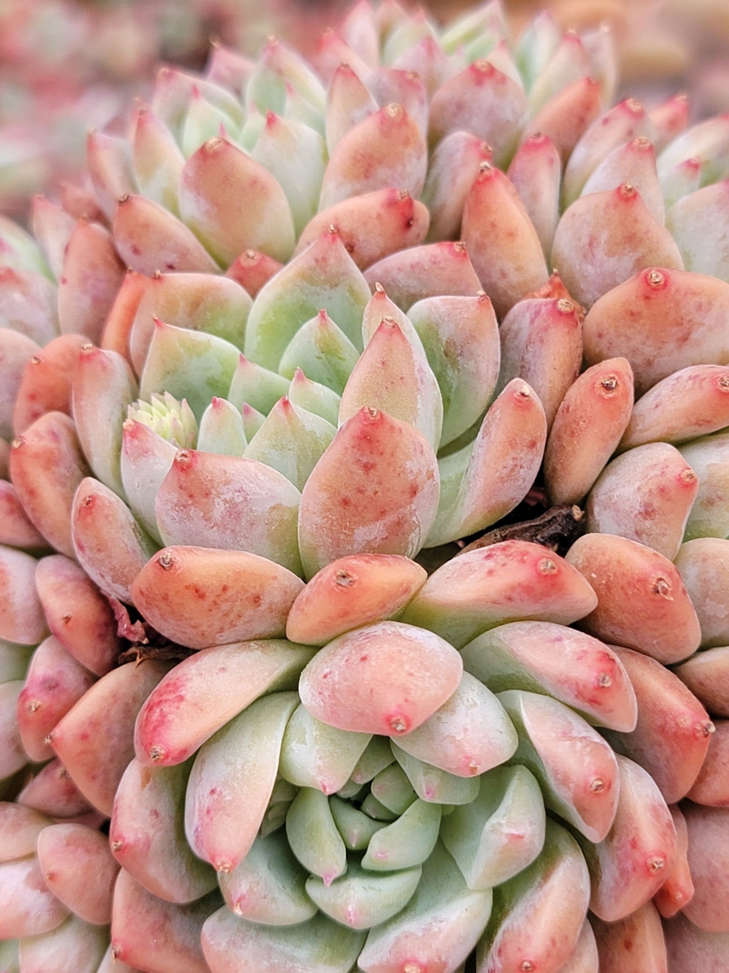 Imported Frosty Bloom succulent ( current color in green)