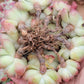 Imported Frosty Bloom succulent ( current color in green)