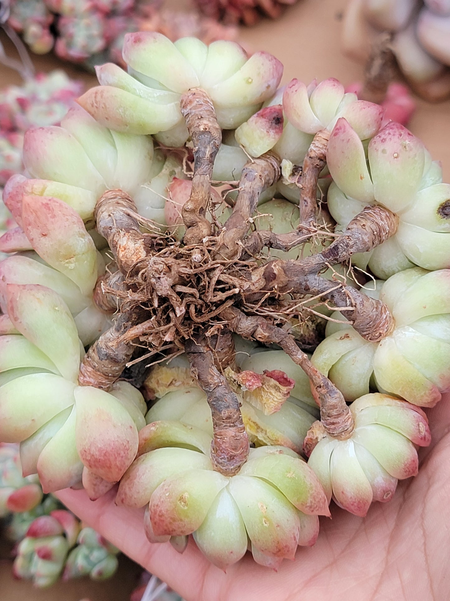 Imported Frosty Bloom succulent ( current color in green)