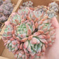 Imported Frosty Bloom succulent ( current color in green)