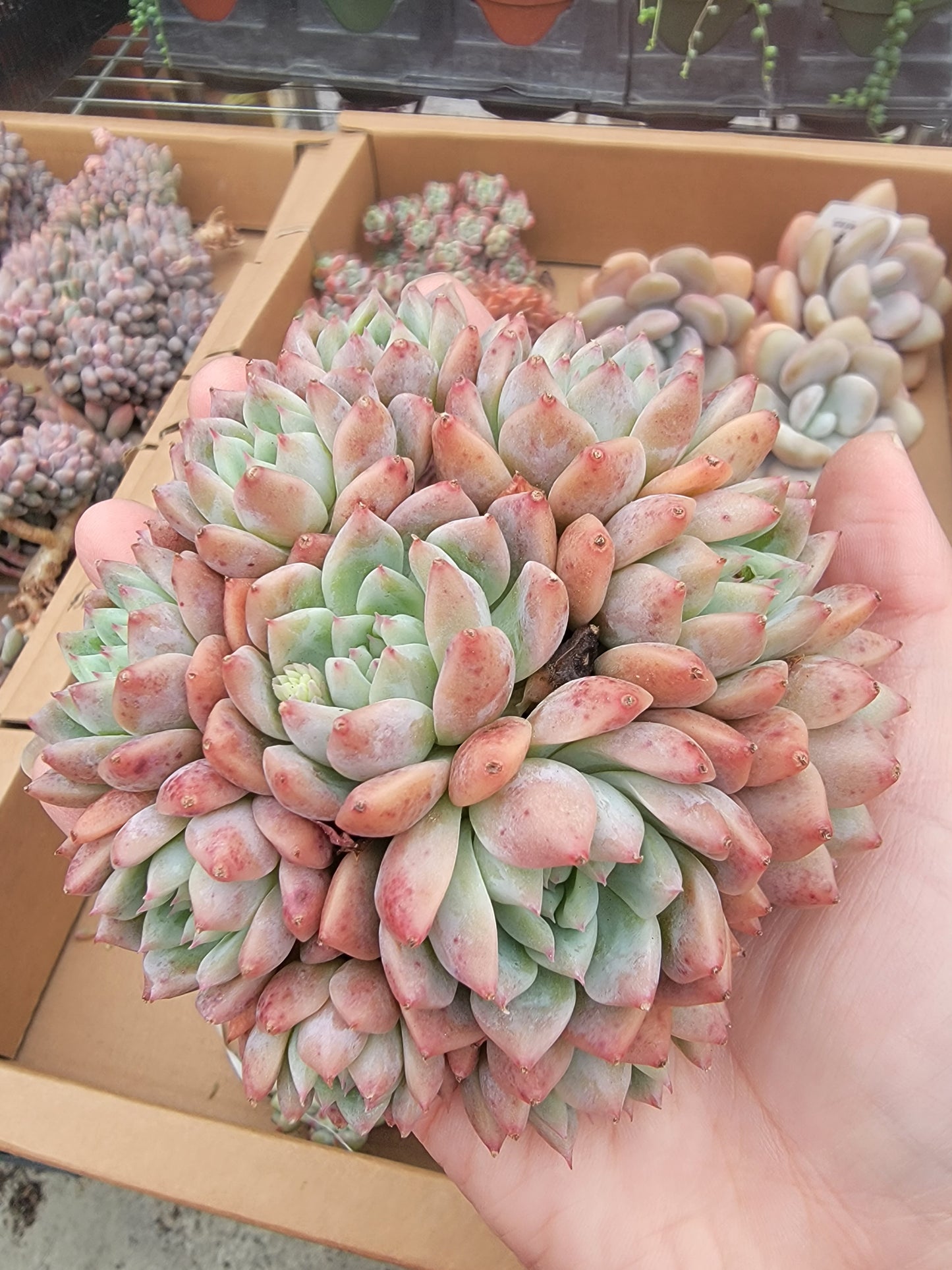 Imported Frosty Bloom succulent ( current color in green)