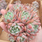 Imported Frosty Bloom succulent ( current color in green)