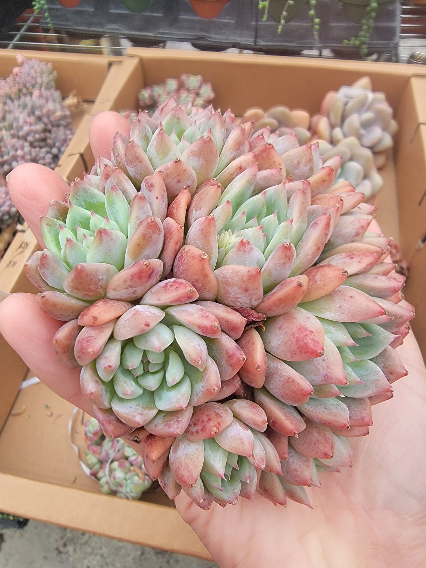 Imported Frosty Bloom succulent ( current color in green)