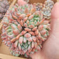 Imported Frosty Bloom succulent ( current color in green)