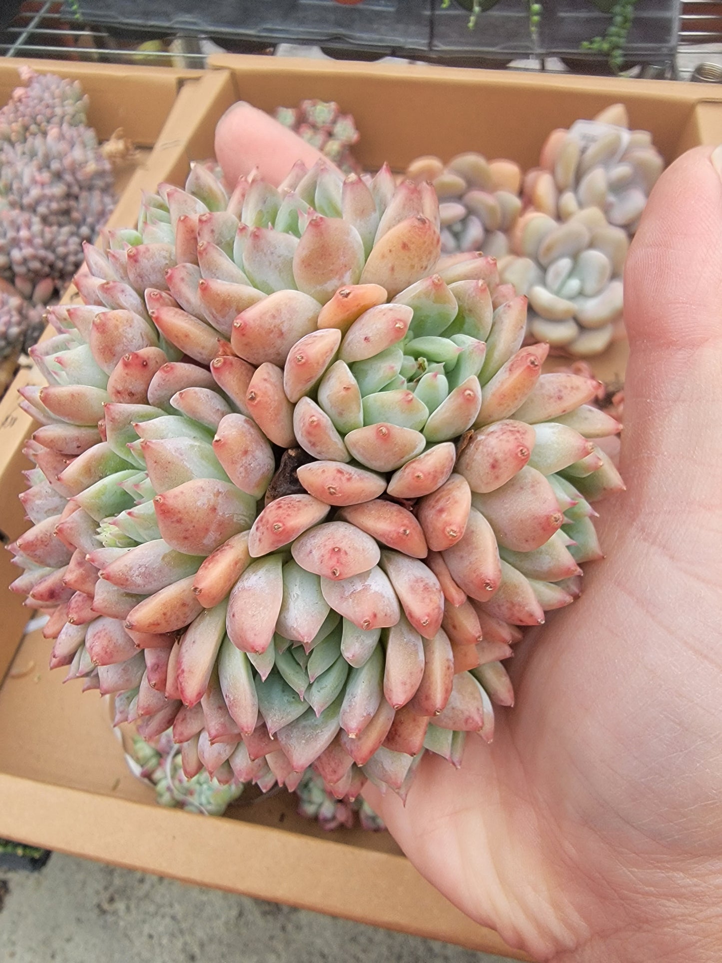 Imported Frosty Bloom succulent ( current color in green)