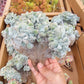 Imported Frosty crested succulent