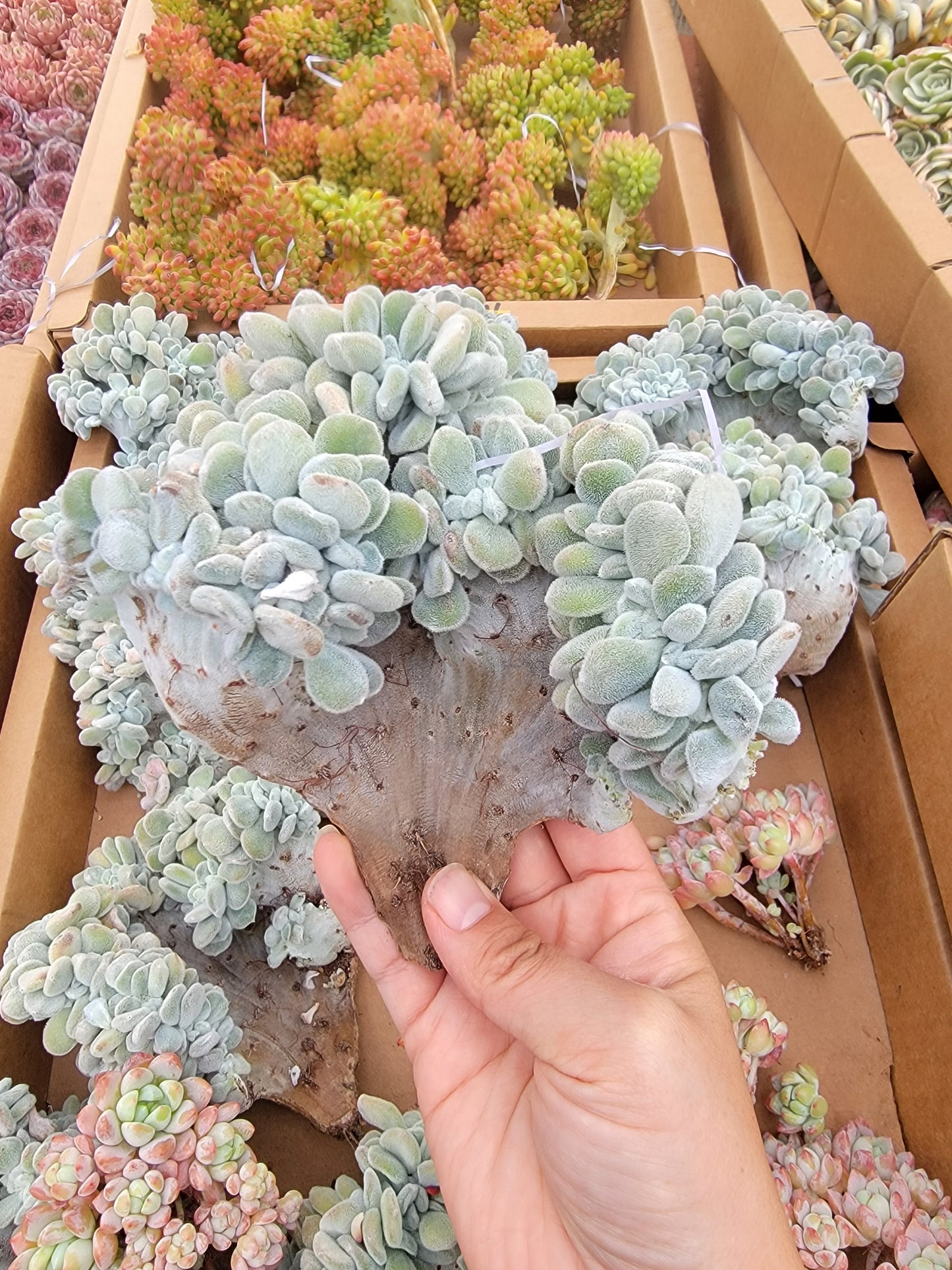 Imported Frosty crested succulent