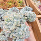 Imported Frosty crested succulent