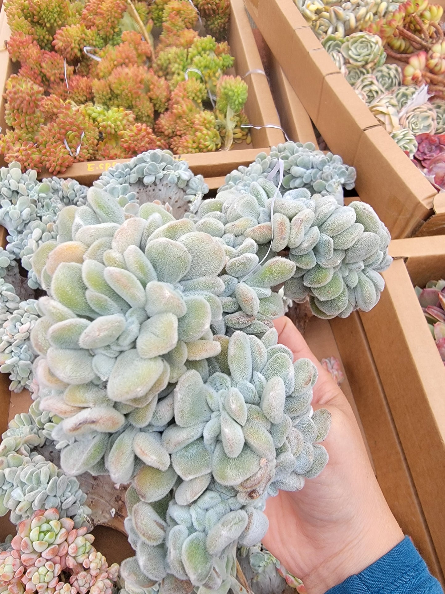 Imported Frosty crested succulent