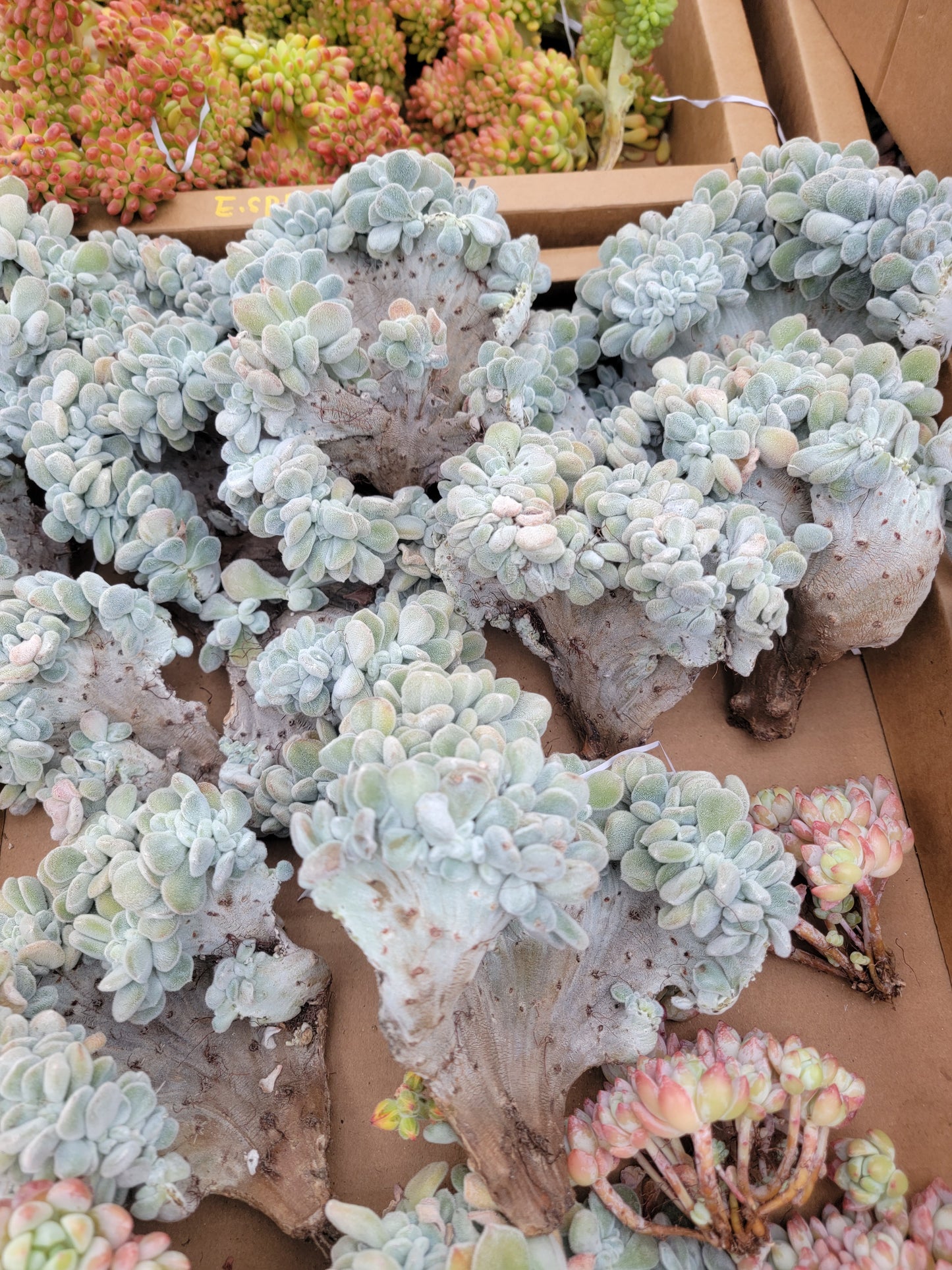 Imported Frosty crested succulent