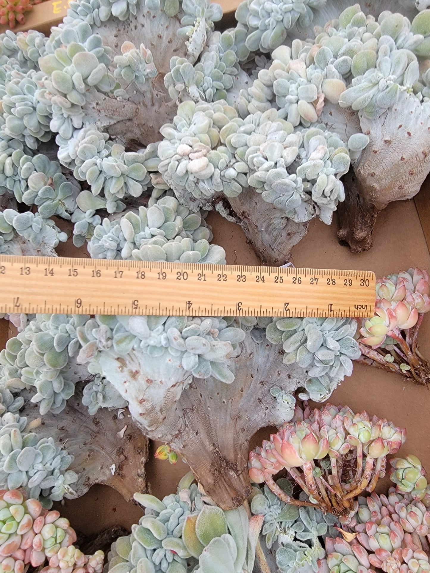 Imported Frosty crested succulent