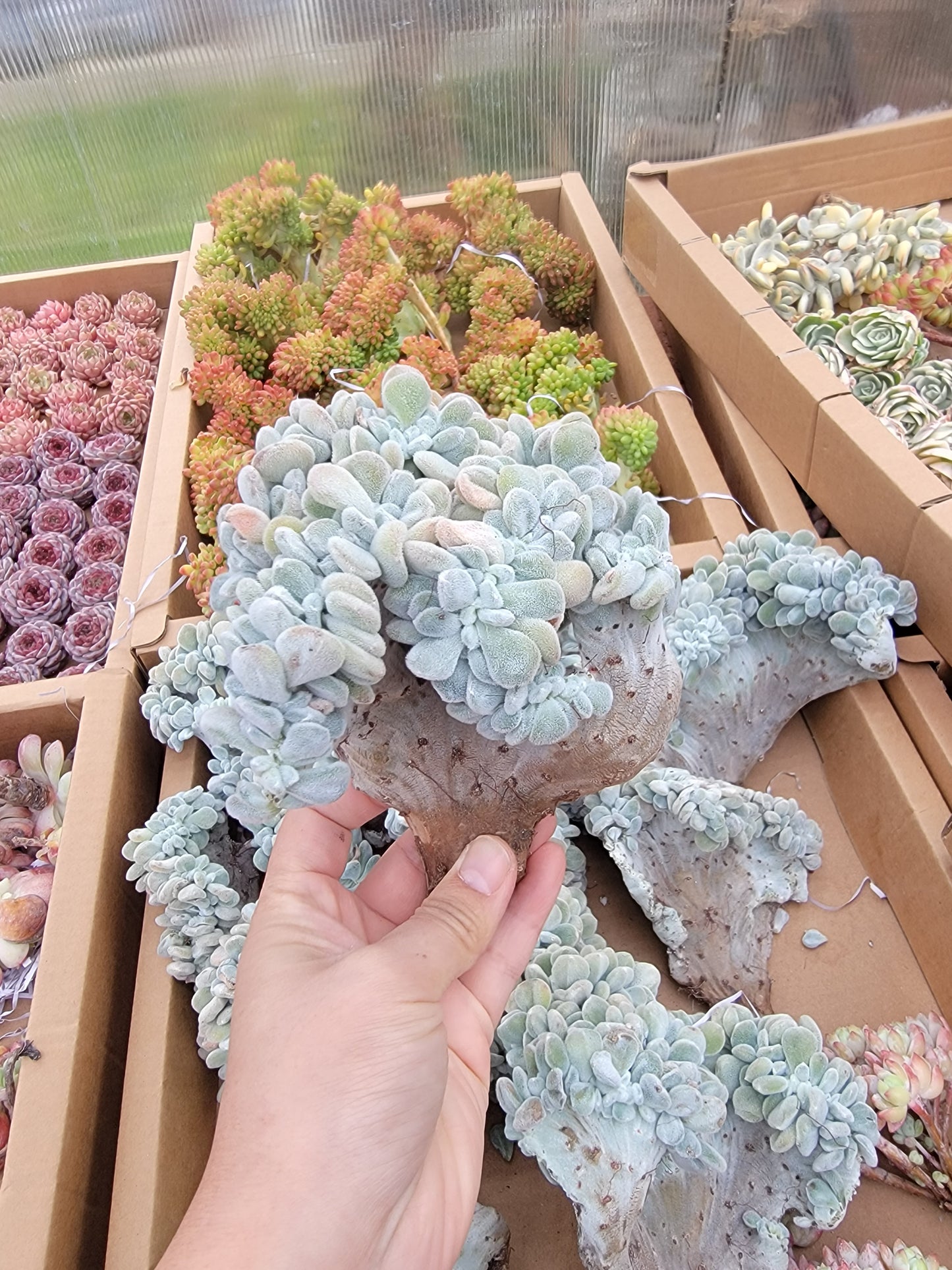 Imported Frosty crested succulent