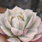 Imported Onslow var. succulent