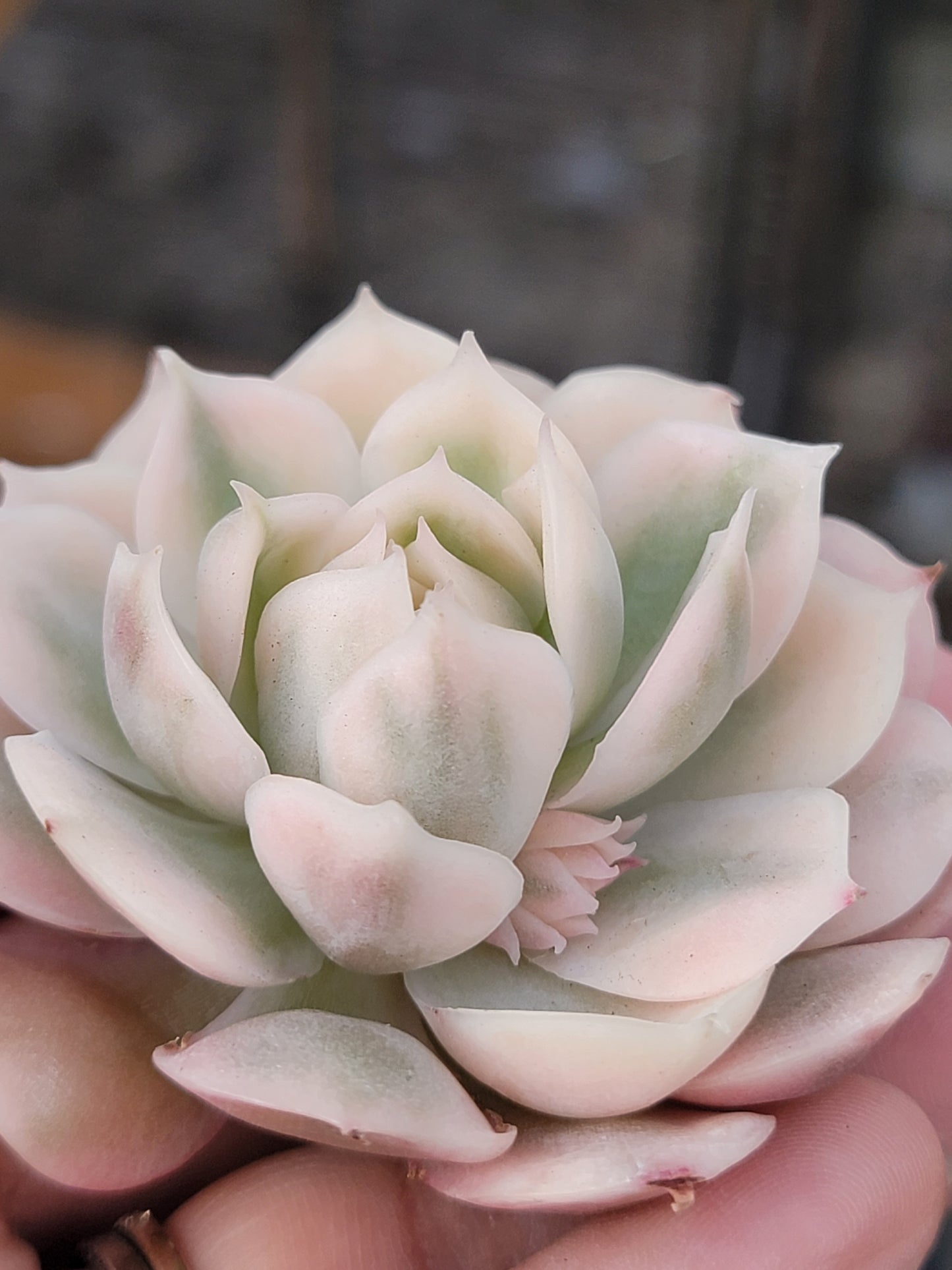 Imported Onslow var. succulent