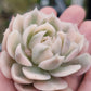 Imported Onslow var. succulent